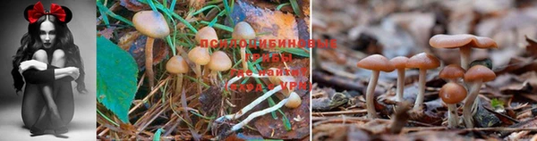 первитин Богданович